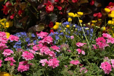 Bahçede parlak renkli çiçek ,