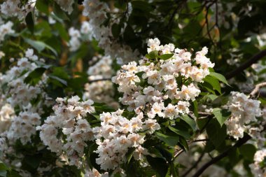Bahar Konsepti, Kestane Ağacının Beyaz Çiçekleri