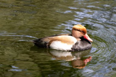 Mutlu Kırmızı Armalı Pochard Ördeği Gölde Yüzüyor