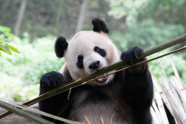 Panda, Fei Fei, Isıran Bambu, Panda Cenneti, Chengdu, Çin