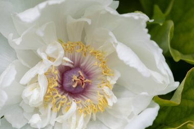 Doğanın Güzelliği, Beyaz Şakayık Yaprağı 'nın ayrıntıları