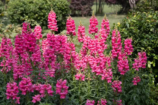 Bahar Konsepti, Çiçekli Pembe Aslanağzı (Antirrhinum majus)