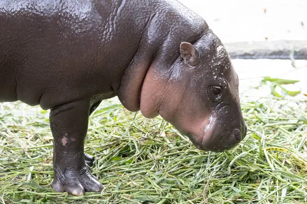 Şirin pigme hipopotamus, Moo Deng, Tayland