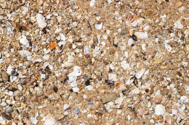 Kumsalda bir çok kabuk, şerit, leke veya noktalama deseni var.