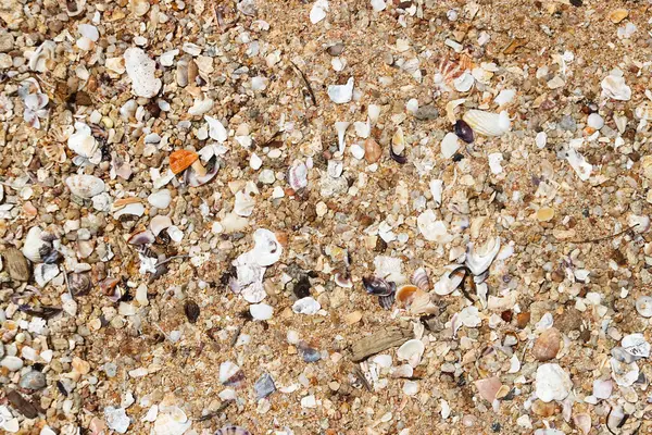 Kumsalda bir çok kabuk, şerit, leke veya noktalama deseni var.