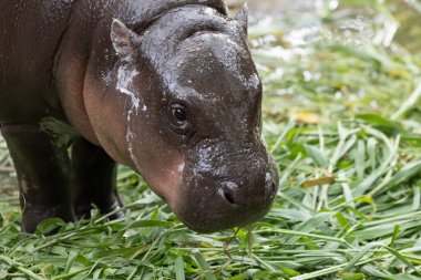 Pigme hipopotamus, Moo Deng, Tayland 'ın tatlı yüzünü kapatın.