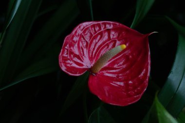 Kapatın Kırmızı Çiçek, Flamingo Çiçeği, Anthurium Scherzerianum