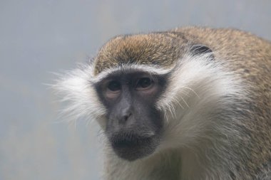 Komik Vervet Maymunu Konumu (Chlorocebus pygerythrus)