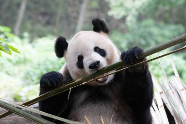 Panda, Fei Fei, Isıran Bambu, Panda Cenneti, Chengdu, Çin