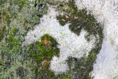 Kaya ve bulanık yosun dokusu yakın, taşın açıkta kalan kısmı çoğunlukla çıplak ama yosun ve yosun parçalarını gösteriyor.