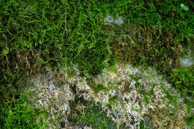 Kaya ve bulanık yosun dokusu yakın, taşın açıkta kalan kısmı çoğunlukla çıplak ama yosun ve yosun parçalarını gösteriyor.