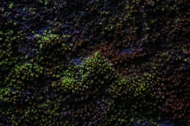 Işık ve gölgenin birleşimi, çatlaklarda büyüyen yosunların doğal ışıklarını yakmak..