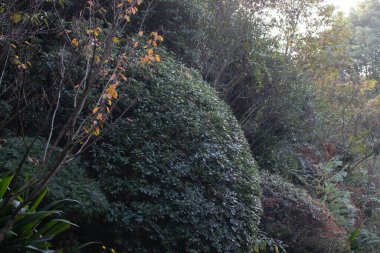 Yeşilin tonları, kırmızı böğürtlenler ve birkaç çiçek tomurcuğuyla noktalanmış.