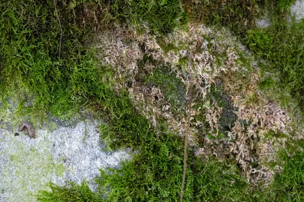 Kaya ve bulanık yosun dokusu yakın, taşın açıkta kalan kısmı çoğunlukla çıplak ama yosun ve yosun parçalarını gösteriyor.