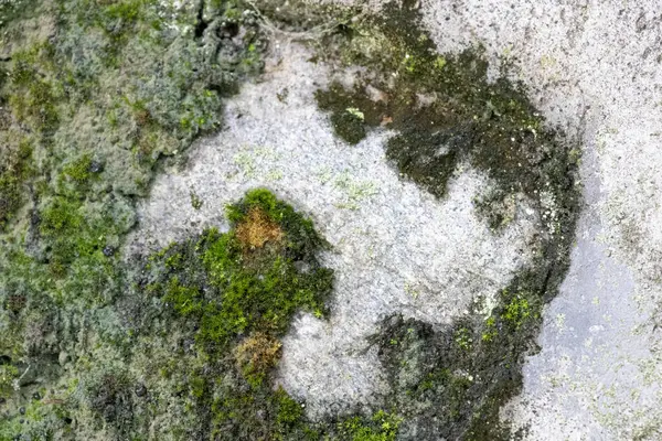 Kaya ve bulanık yosun dokusu yakın, taşın açıkta kalan kısmı çoğunlukla çıplak ama yosun ve yosun parçalarını gösteriyor.