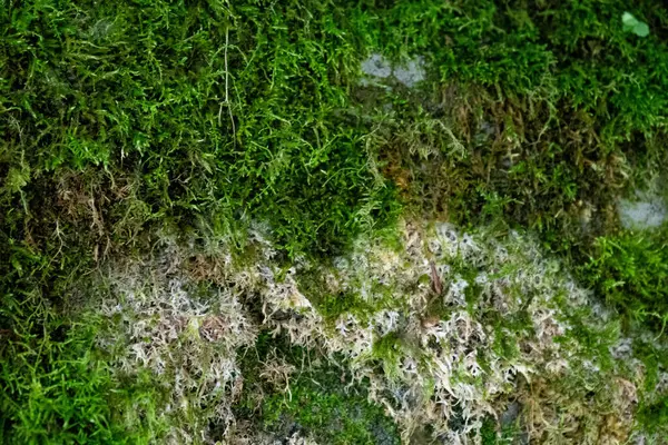 Kaya ve bulanık yosun dokusu yakın, taşın açıkta kalan kısmı çoğunlukla çıplak ama yosun ve yosun parçalarını gösteriyor.