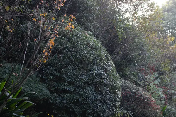 Yeşilin tonları, kırmızı böğürtlenler ve birkaç çiçek tomurcuğuyla noktalanmış.