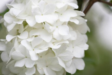 Çiçekli Beyaz Ortanca. Temiz, taze ve zarif. Çiçek sembolünde saflık ve zarafet var.