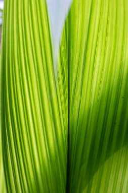 Yeşilliğin ayrıntıları ve yapısı güneş ışığıyla vurgulanmış güzel ve canlı yeşil tonlar.