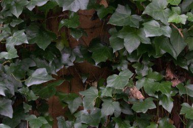 Narin sarmaşık ve yapraklar sessiz ve doğal bir zarafet taşır.