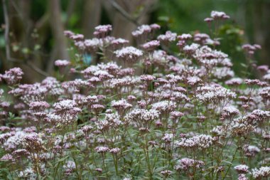 Doğanın güzelliği, çiçek açan Eupatorium (Joe Pye Weed, Boneset, veya diğer yılan ayaklı türler) bir durgunluk anı, huzurlu, dingin ve neredeyse büyülü, doğanın karmaşık ve sık sık gözden kaçan güzelliğini kutlayan.