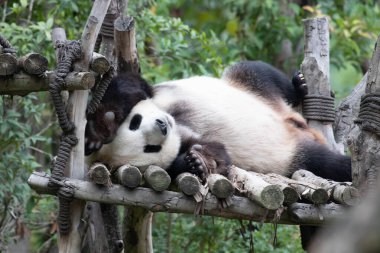Ahşap yapının üzerinde Uyuyan Panda 'nın Komik Pozu, Chengdu Panda Üssü, Çin