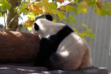 Uyuyan tüylü panda, sonbaharda sarı yapraklarla çevrili.