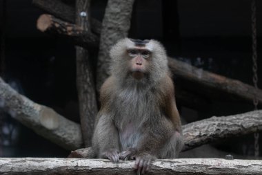 Komik Vervet Maymunu Konumu (Chlorocebus pygerythrus)