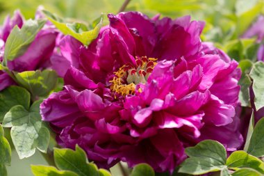 Baharda güzel Çin Çiçeği 'ni kapat, Şakayık.