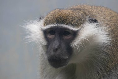 Komik Vervet Maymunu Konumu (Chlorocebus pygerythrus)