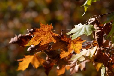 Sonbahar konsepti, Altın akçaağaç yapraklarını kapat