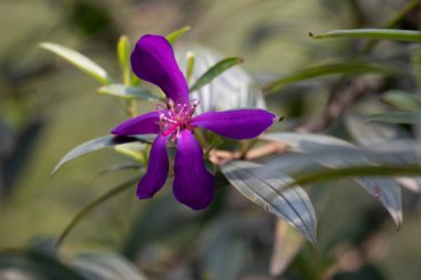 Çiçek açan Tibouchina çiçeği, prenses çiçeği, görkemli çalı, ya da mor zafer ağacı