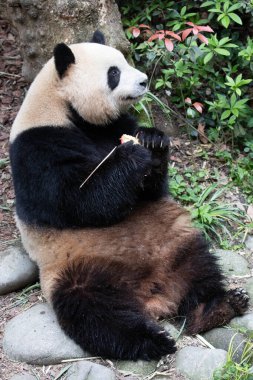 Şirin Fluffy Panda, Mewi Lan diğer adıyla Rou Rou, Bambu Vuruşu, Panda Vadisi, Çin