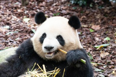 Şirin Fluffy Dişi Panda, Mei Lan diğer adıyla Rou Rou, Panda Vadisi, Çin