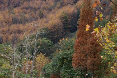 Sonbahar Konsepti, Yapraklar yeşilden sarıya ve kırmızıya dönüşüyor