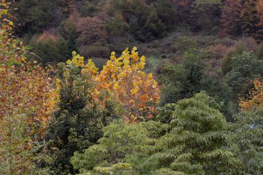 Sonbahar Konsepti, Yapraklar yeşilden sarıya ve kırmızıya dönüşüyor