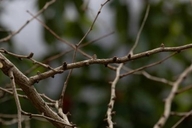 Sonbahar Konsepti, arka plan için bulutlu gökyüzü olan Yapraksız Ağaçları kapat