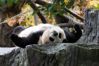 Fu Bao, Panda Güney Kore 'den döndü, Shenshuping, Wolong Panda Üssü, Çin' e bakıyor.