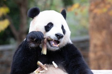 Tatlı Erkek Panda Amerika 'dan döndü, XiaoQiji, Shenshuping, Wolong Panda Üssü, Çin