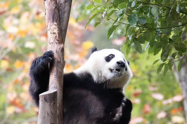 Tatlı Erkek Panda Amerika 'dan döndü, XiaoQiji, Shenshuping, Wolong Panda Üssü, Çin