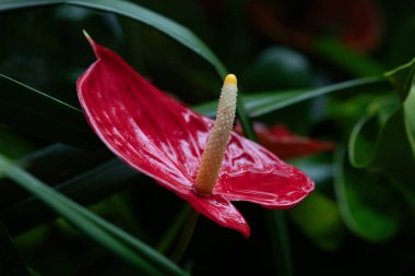 Kapatın Kırmızı Çiçek, Flamingo Çiçeği, Anthurium Scherzerianum