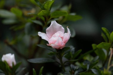 Konfederasyon Gülü (Hibiscus mutabilis), çarpıcı renk değiştiren çiçekleri ile bilinen bir tür.. 