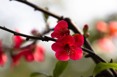 Çiçek açan bir ayva, muhtemelen Chaenomeles Specosa, Doğu Asya 'ya özgü yaprak döken bir çalı.. 