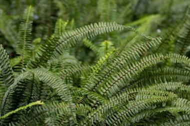 Eğreltiotunun yakın çekimi, özellikle bir Kılıç Fern veya Boston Fern (muhtemelen Nephrolepis exaltata veya Nephrolepis cordifolia)). 