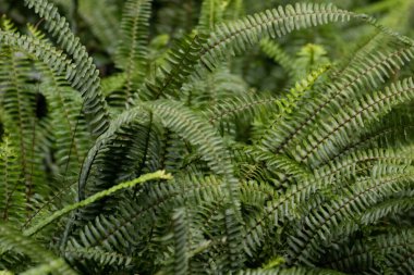 Eğreltiotu, özellikle bir kılıç eğreltiotu çeşidi, ya Nephrolepis exaltata (Boston eğreltiotu) ya da Nephrolepis cordifolia (balık kemiği eğreltiotu) olabilir.). 