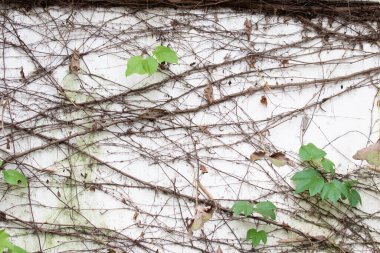 Eski beyaz ahşap arka planda sarmaşık