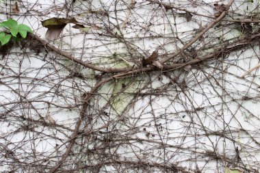 yeşil sarmaşık yaprakları arkaplan dokusu