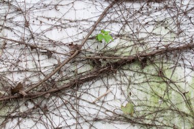 Green creepers on rustic concreate wall