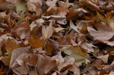 Autumn Concept, a pile of Gold Maple leaves on the ground.