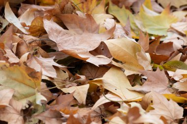 Autumn Concept, a pile of Gold Maple leaves on the ground.
